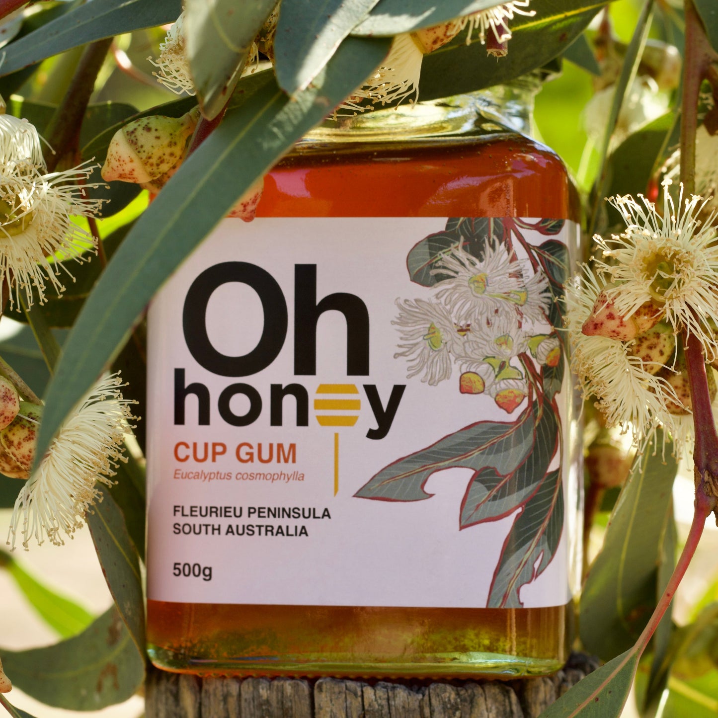 Cup Gum Honey 500g | Raw South Australian Honey